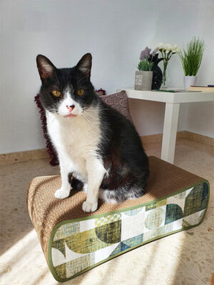 Gato negro y blanco sobre Chubby Bacará